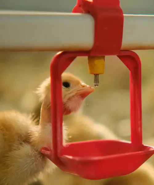 Broiler Ekipmanları